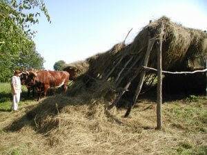 hay is used as an animal shelter at the 1850 pioneer farm