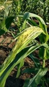 tassel on a corn plant