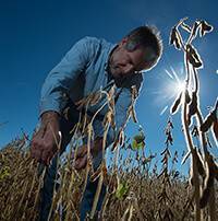 farmer inspecting soybeans in the field