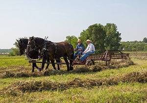 farmers use the hay rake at 1900 farm, creating windrows