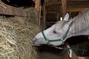 horse eats hay in the 1900 barn
