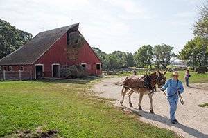 farmer leads a mule pulling equipment to lift hay into the barn