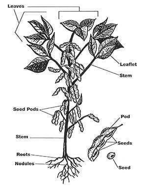 soybean diagram