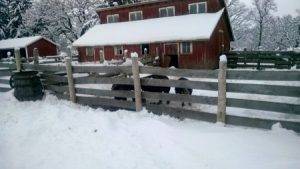 snowy barnyard