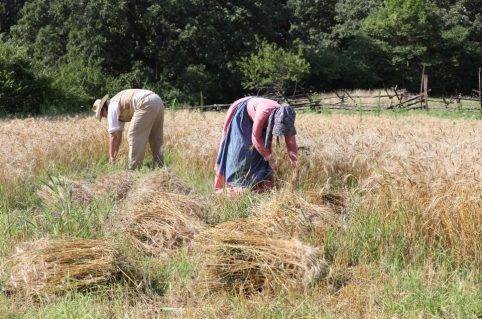 farmers harvesting wheat at 1850 pioneer farm