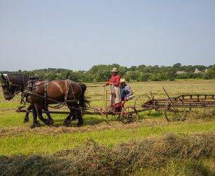 horses pull farming implements through field