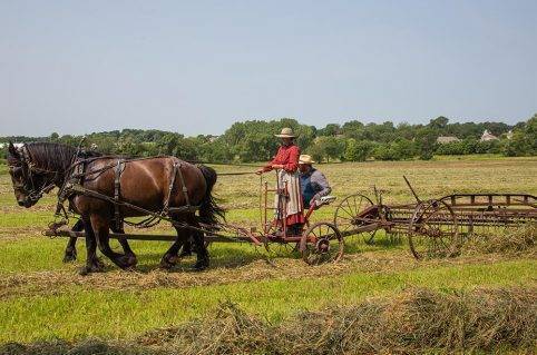 horses pull farming implements through field