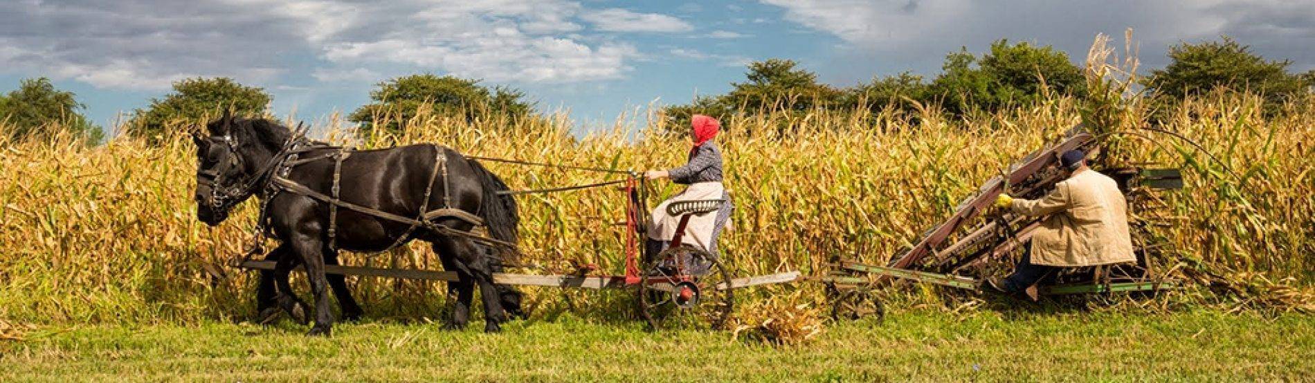farmers and horses harvest corn crop