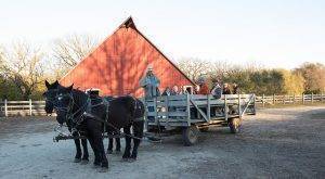 horse drawn wagon ride at 1900 farm