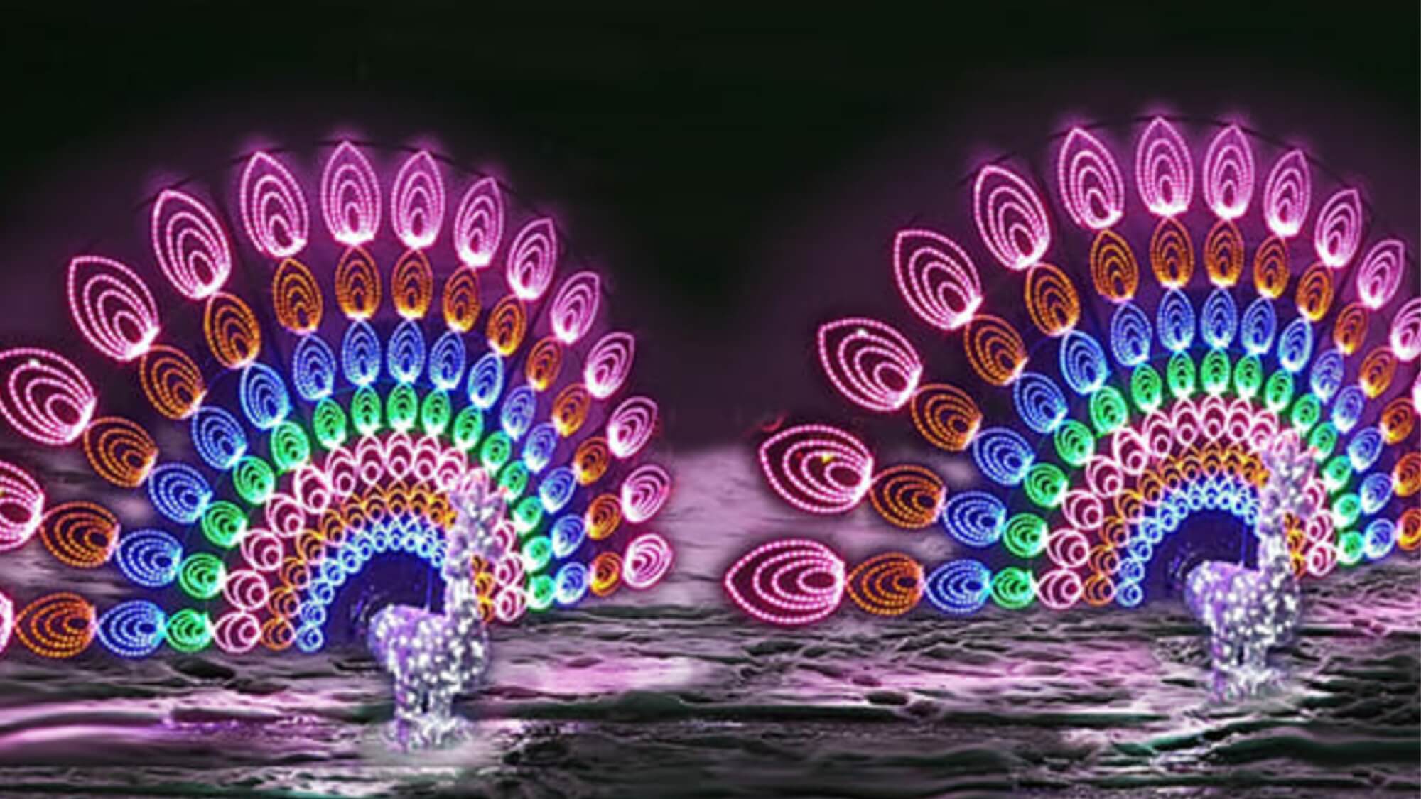 lights peacock light displays