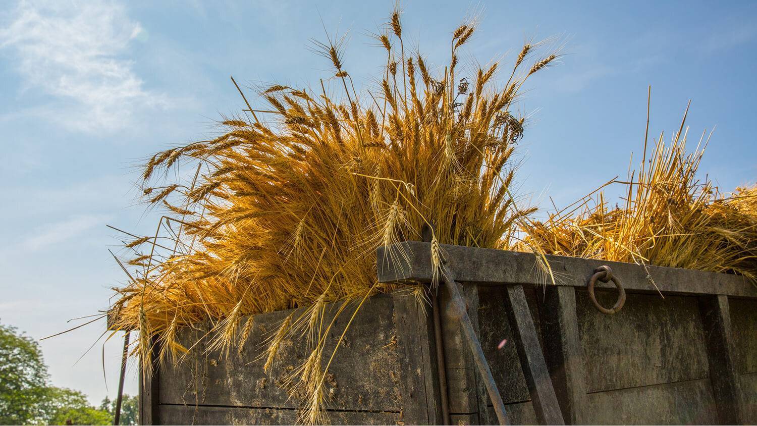wheat piled in wagon