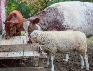 cows and sheep at water tank